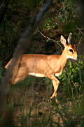 deer akeru IMG_4495.JPG